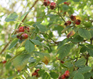 Why An Autumn Berry?