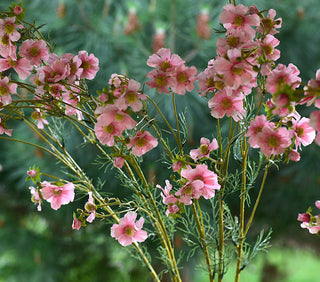 Elegant Faux Pink Cosmos Stems