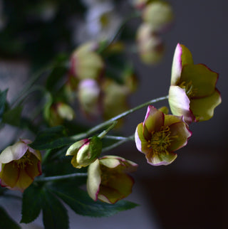 Faux Winter Hellebore – Green