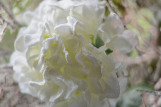 Snow-Dusted Hydrangea Bloom