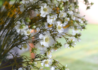 Delicate White Faux Cosmos