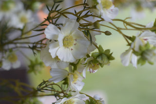 Delicate White Faux Cosmos