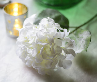 Snow-Dusted Hydrangea Bloom