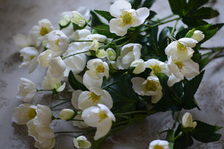 Winter Bloom  Faux Hellebores-White
