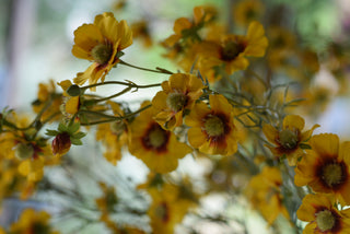 Faux Yellow Coreopsis Stems