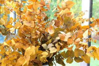 Preserved eucalyptus stems