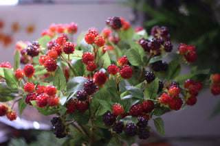 Set of 3 Short faux blackberry or 3  Short raspberry stems