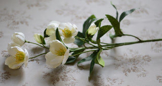 Winter Bloom  Faux Hellebores-White