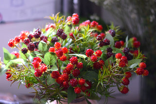Lifelike Faux Raspberry Stems