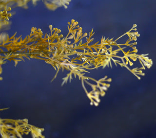 Faux Meadow Grass Stems