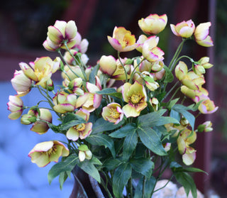 Faux Winter Hellebore – Green