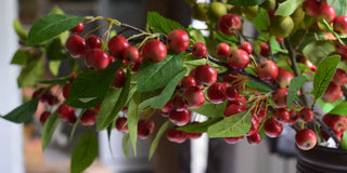 Abundant Faux Apple Branch