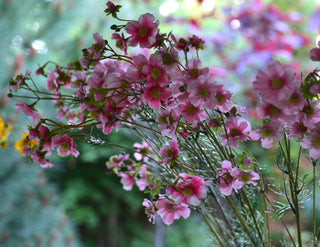 Blush & Ivory Cosmos Faux Stem