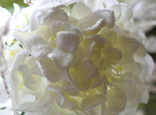 Snow-Dusted Hydrangea Bloom