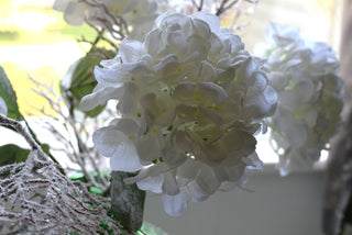 Snow-Dusted Hydrangea Bloom