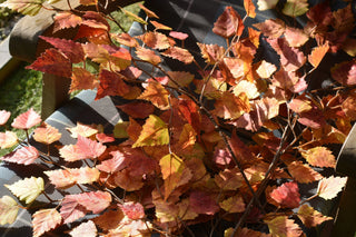 Faux autumn birch stems