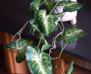 Trailing Faux Syngonium Stem