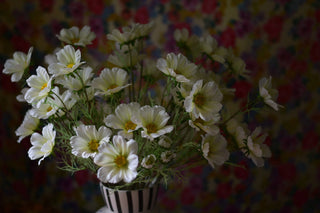 Everlasting White Cosmos