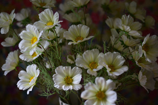 Everlasting White Cosmos