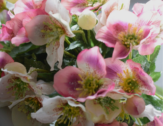 Frosted Hellebores
