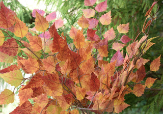 Faux autumn birch stems