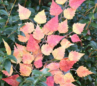 Faux autumn birch stems