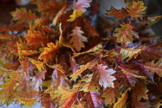Faux Oak Sprays