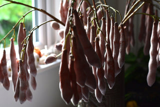Faux Wisteria-Inspired Seed Pod Branch – 115cm