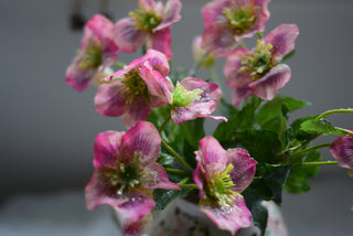 Frosted Hellebores