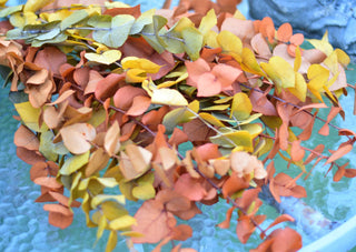 Preserved eucalyptus stems