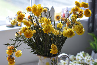 Warm Yellow Helichrysum
