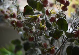 Frost-Kissed Rosehip Spray