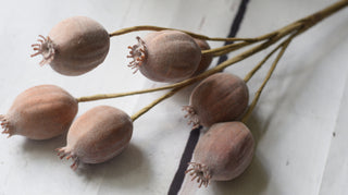 Faux Poppy Seed Pod Bundle – 7 Stems