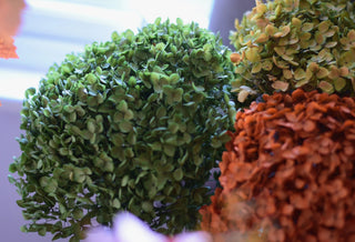 Large preserved hydrangeas