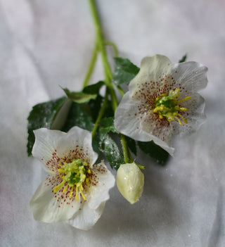 Frosted Hellebores