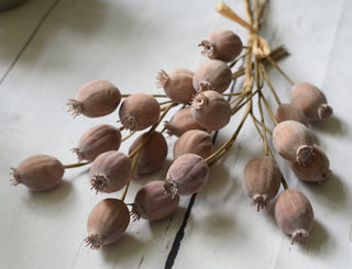 Faux Poppy Seed Pod Bundle – 7 Stems