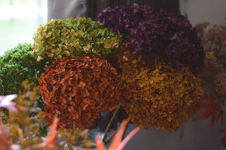 Large preserved hydrangeas
