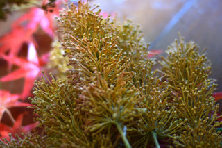 Yellow Foxtail Lily Faux Stem