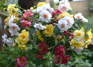 Faux Rambling Cottage Rose Stem – 79 cm
