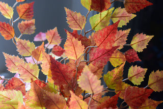 Faux autumn birch stems