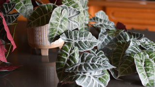 Statement Faux Alocasia Garland