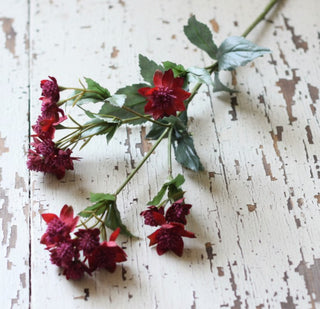 Cottage Garden Astrantia Spray