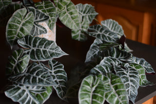 Statement Faux Alocasia Garland