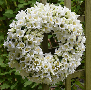 White Bell Flower Wreath
