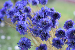 Cornflower Skies