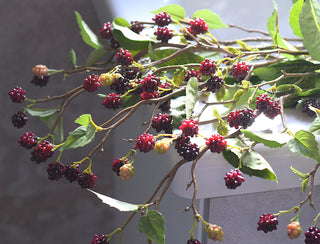 Extra-long-faux-blackberry-stems