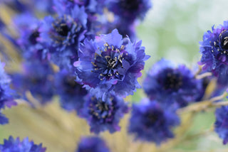 Cornflower Skies