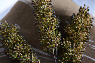 Seeded stem