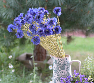 Cornflower Skies