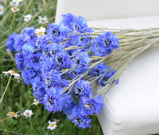 Cornflower Skies